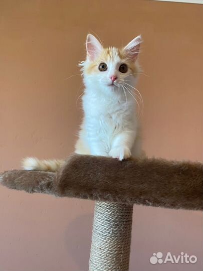 Котенок кот рыжий белый в добрые руки бесплатно