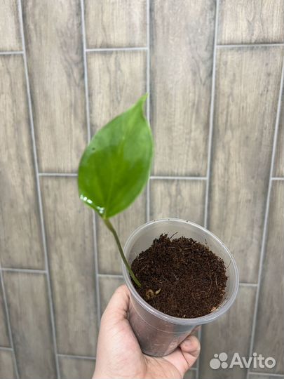 Антуриум Амалия Элегантная