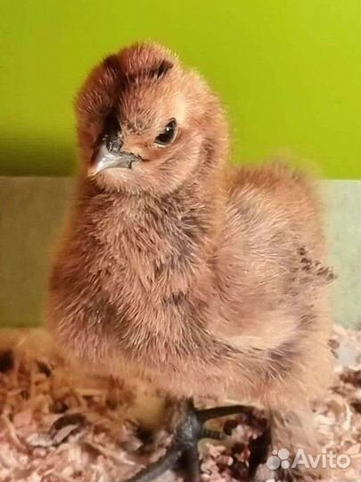 Падуан Шамоа шелки