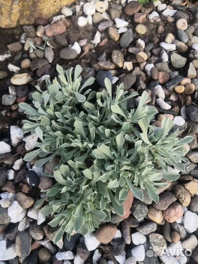 Почвопокровные растения