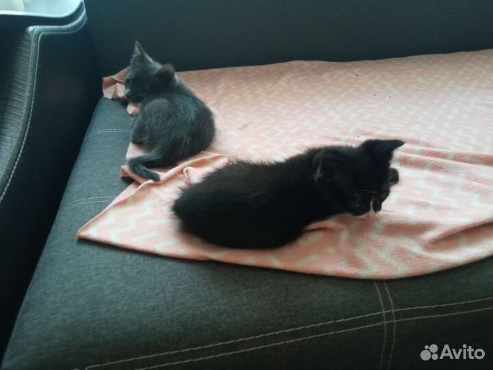 Котята крысоловы