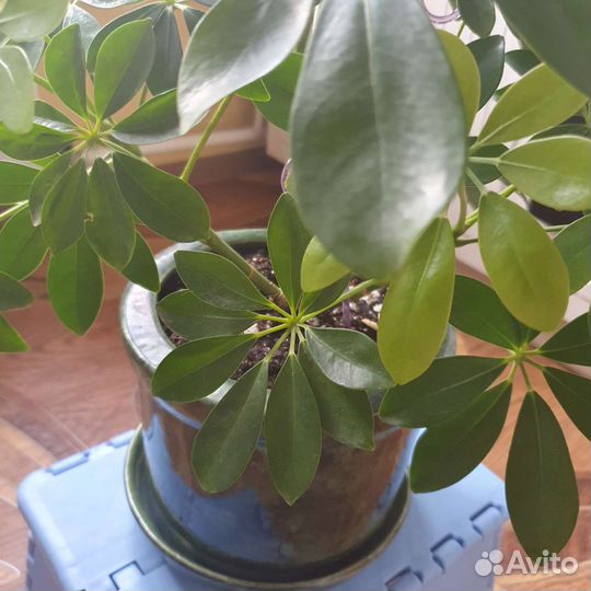 Цветок шефлера