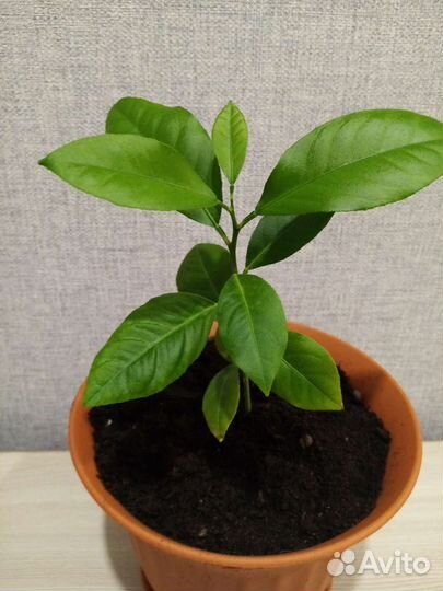 Лимонное дерево