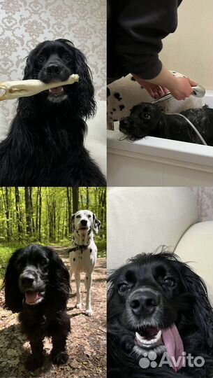 Передержка домашних животных /собак/догситтер