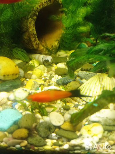 Аквариумные рыбки