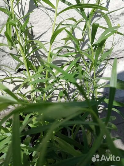 Эстрагон - тархун