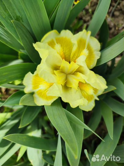 Ирисы карликовые