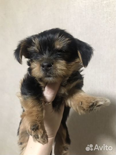 Йоркширский терьер мини