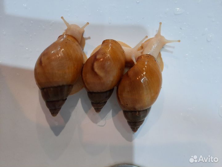 Улитки ахатины