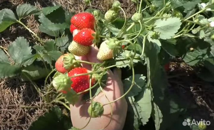 Саженцы клубники Мурано