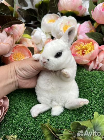 Карликовые кролики