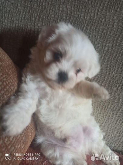 Щенки мальтезе