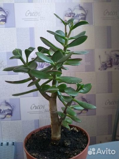 Растения редкие и не очень