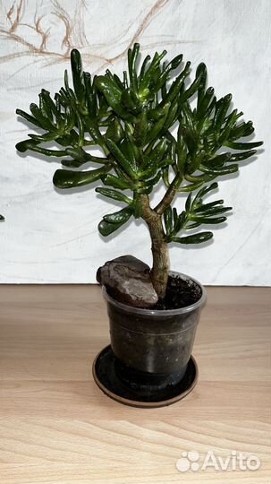 Толстянка Хоббит