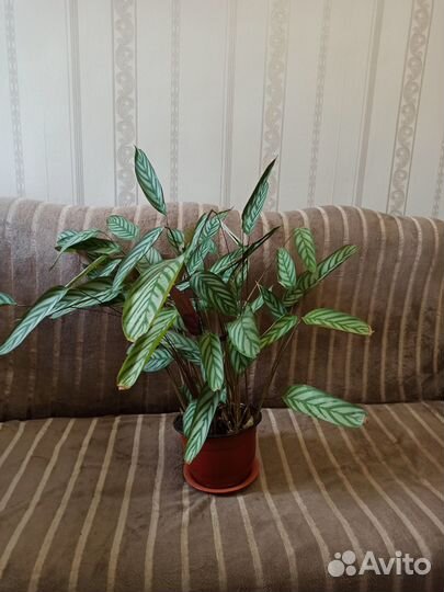 Комнатные растения цветы