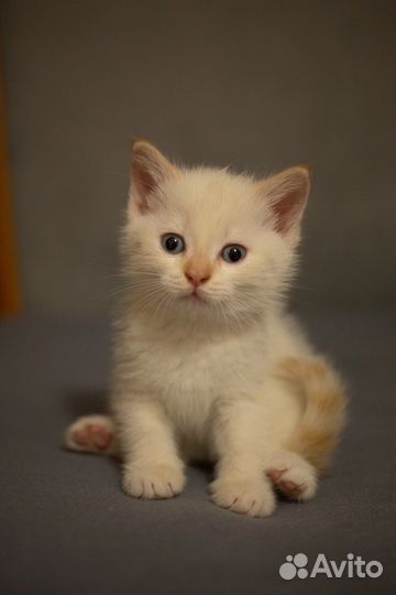 Котята