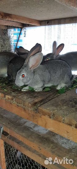 Кролики мясных пород