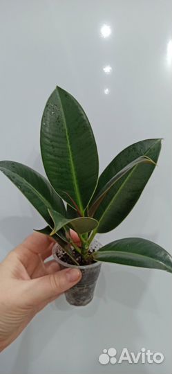 Фикус Эластика Мелани