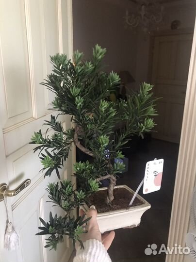 Бонсай Сосна Будды, редкий, в наличии