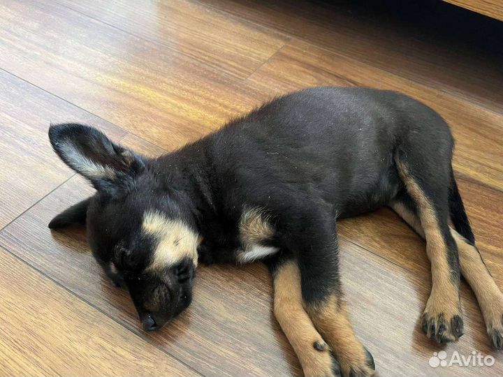 Щенок девочка