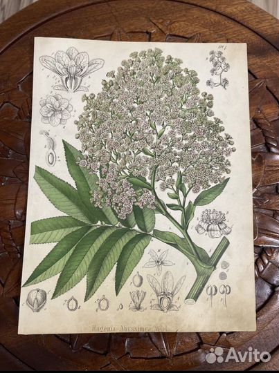 Антиквариат гравюры ботаника