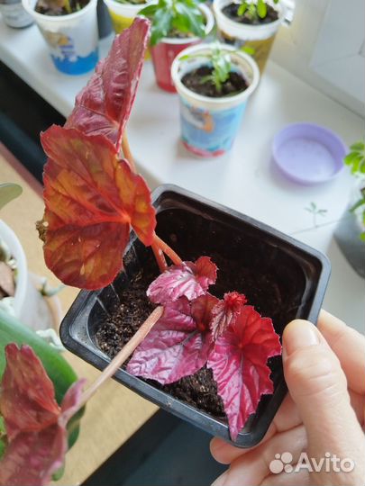 Бегония инка файер