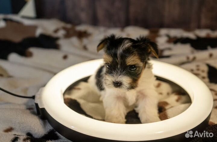 Щенки бивера РКФ