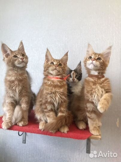 Котята мейн-кун с документами