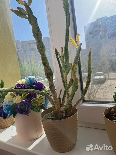 Комнатные цветы