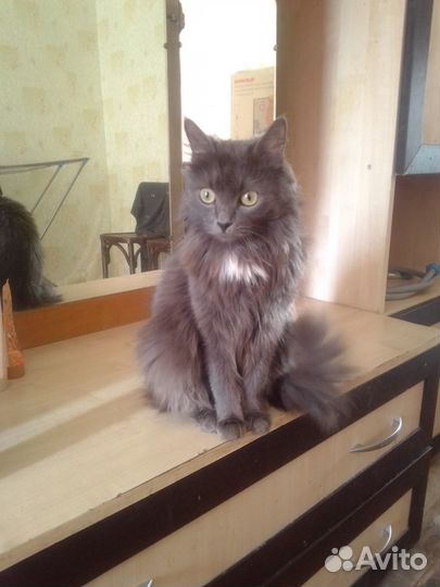 Кошечка в добрые руки