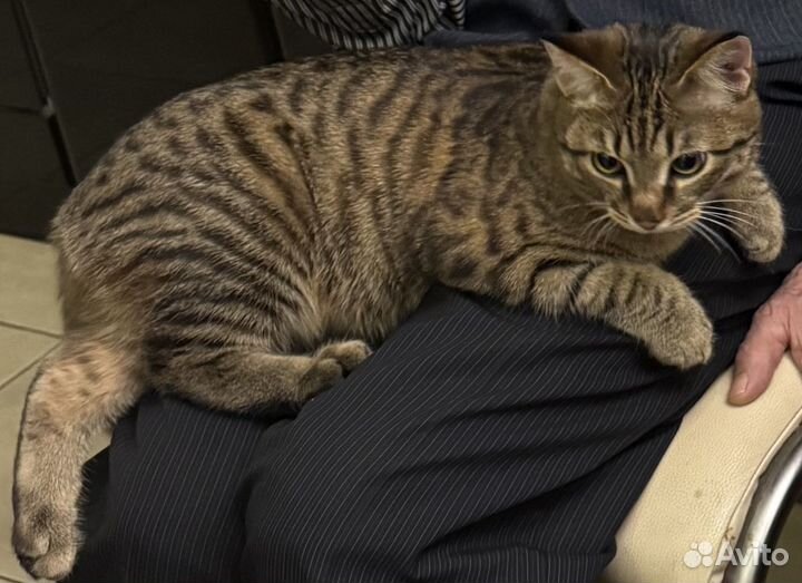 Отдам котика в добрые руки