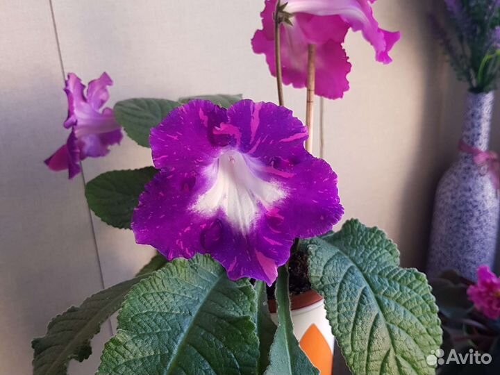 Стрептокарпус молодое растение (черенок)