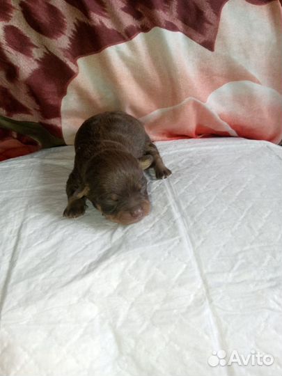 Той-терьер щенки