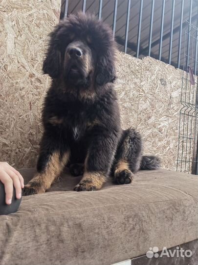 Огромный щенок тибетского мастифа