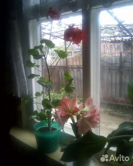 Цветы Гиппеаструм луковицы многолетки обмен