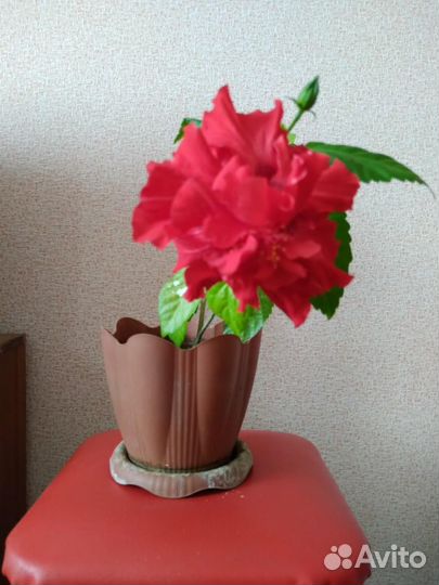 Комнатные цветущие цветы