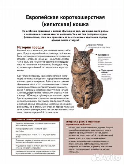 Книга про кошек