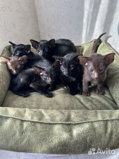 Ориентальные котята