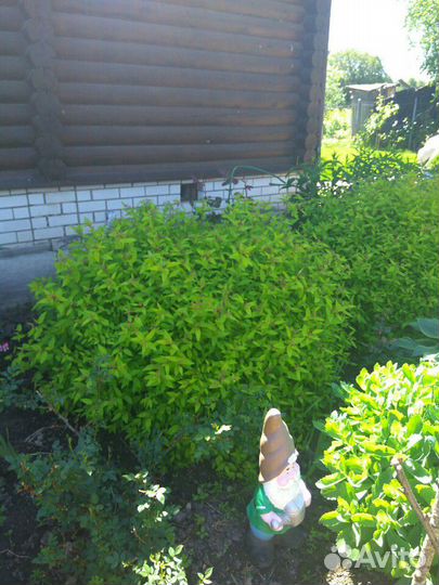 Спирея розовая