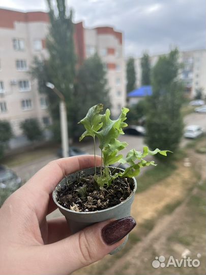 Комнатные растения. Излишки/детки