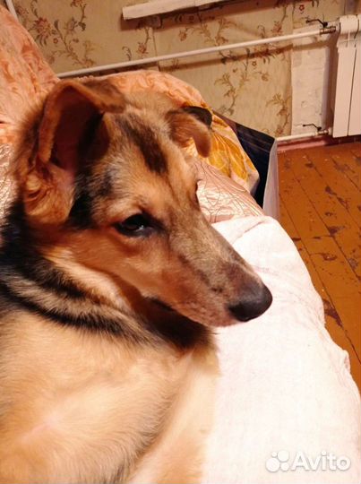 Девочка в добрые ручки