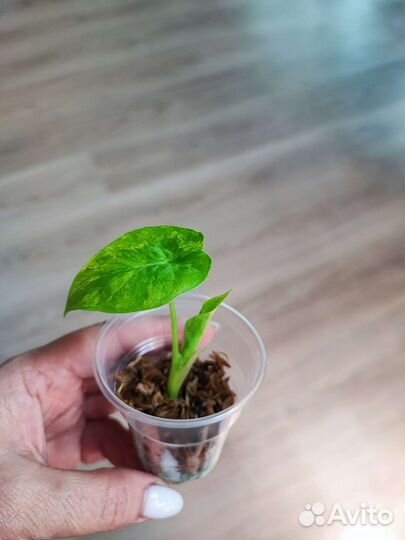 Алоказия Odora Aurea-var.Sabrina,Lukiwan