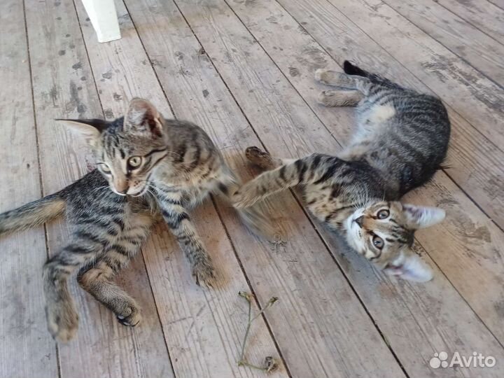 Котенок в дар бесплатно