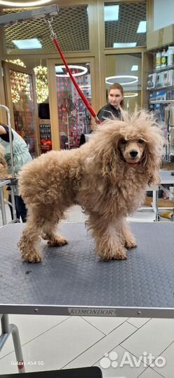 Стрижка собак,кошек, животных,грумер