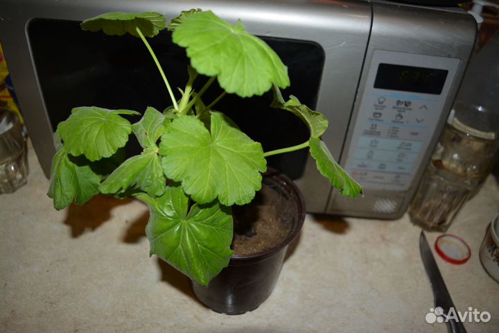 Хлорофитум кудрявый