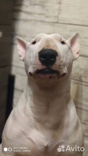 Стандартный бультерьер