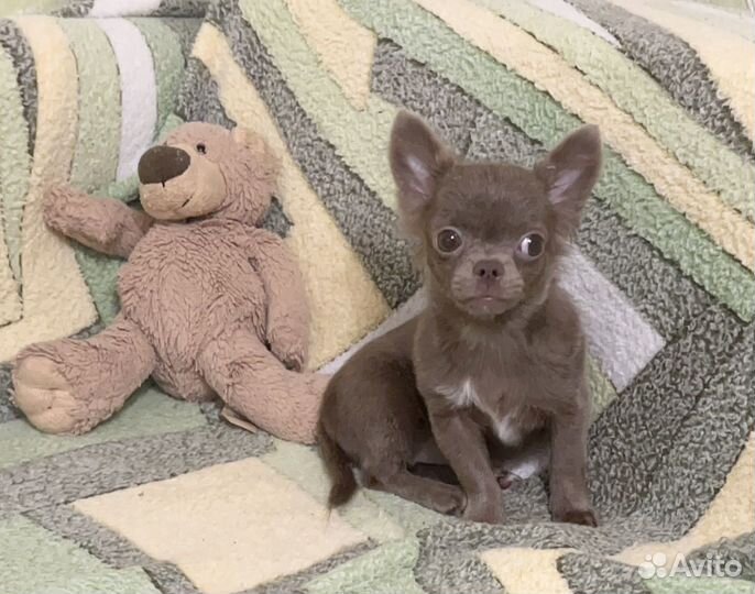 Щенки чихуахуа мини. Лиловый мальчик