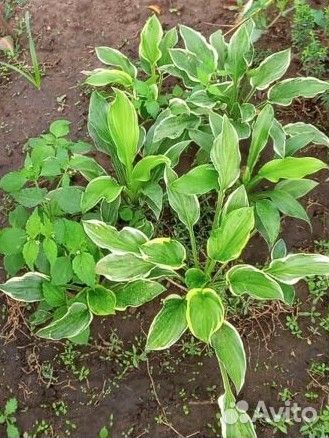 Хосты, папоротник, елка