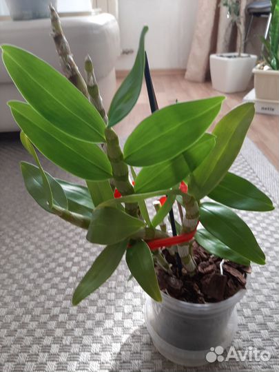 Орхидея дендробиум