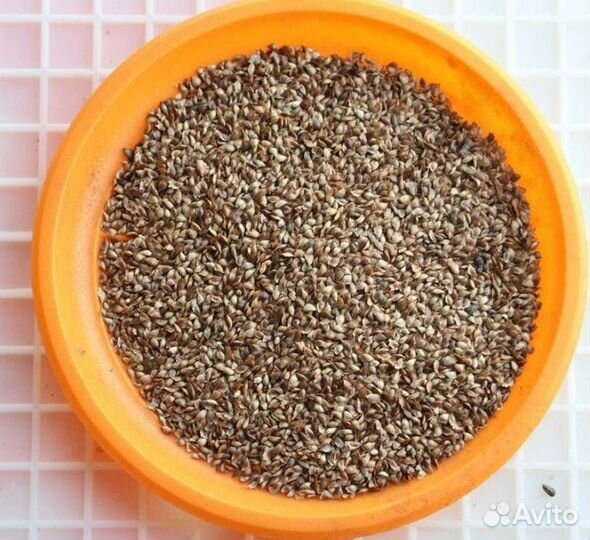 Семена ели обыкновенной